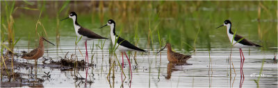  Stilts-Dowitchers 