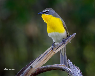  Yellow -breasted Chat 