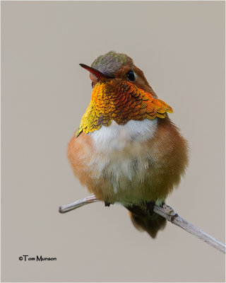  Rufous Hummingbird 