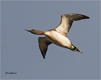  Red-Throated  Loon