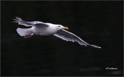  Glaucous Gull    