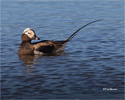  Long-tailed Duck 