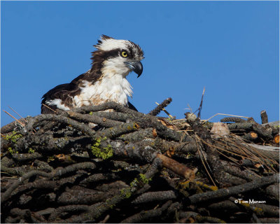  Osprey 