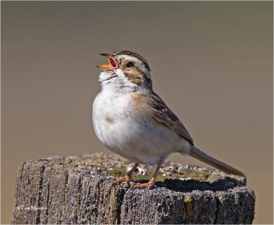  Clay-colored Sparrow 