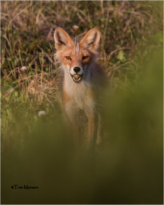  Fox  (with an Egg)