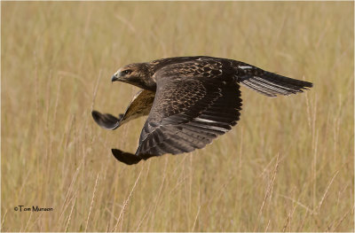 Swainson's Hawk