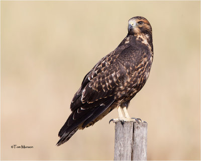  Swainson's Hawk'