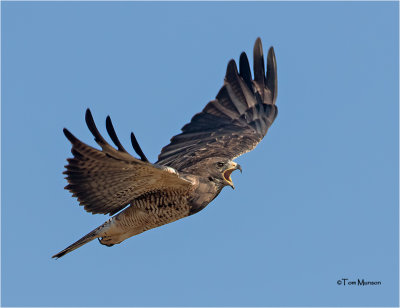  Swainson's Hawk 