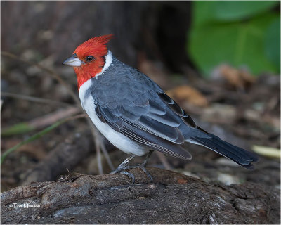  Red-crested Cardinal 