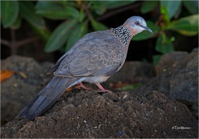 Spotted Dove