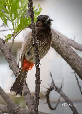  Red-vented Bulbul 