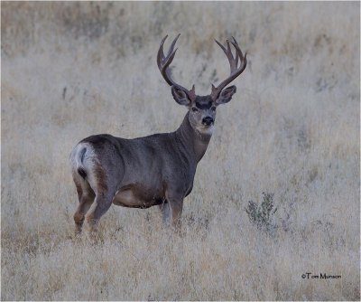  Mule Deer  (Early Morning)