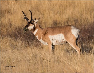  Pronghorn Antelope 