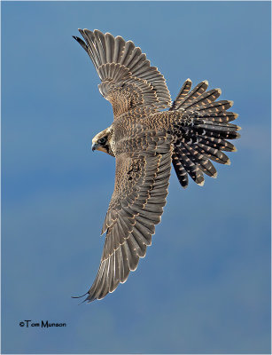  Peregrine Falcon 