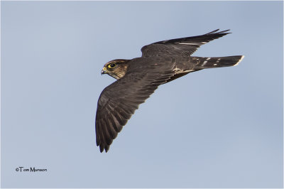  Merlin 