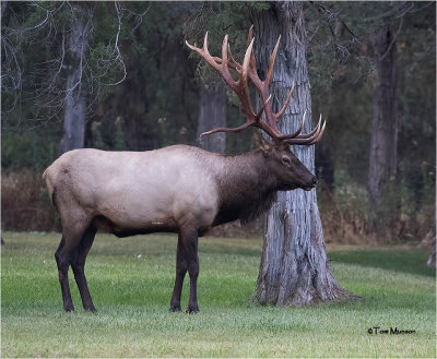  Elk 