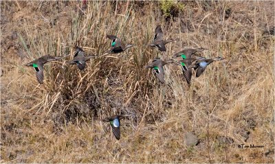  Blue & Green-winged Teal 