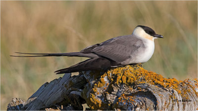  Long-tailed Jaeger 