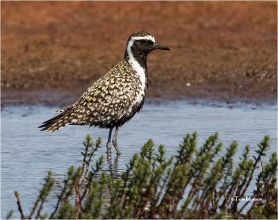  Pacific Golden-Plover 