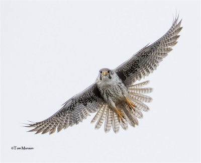 Prairie Falcon