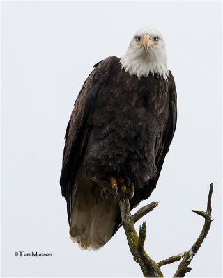  Bald Eagle  another dark overcast day