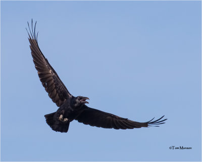  Common Raven 