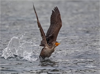  Double-crested Cormorant 