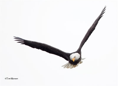  Bald Eagle 