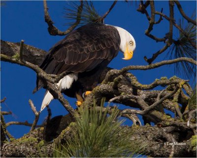  Bald Eagle 