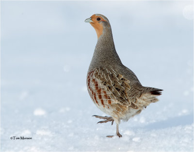  Gray Partridge 