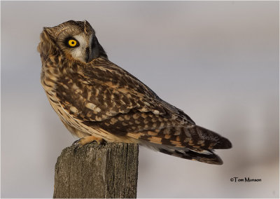  Short-eared Owl 