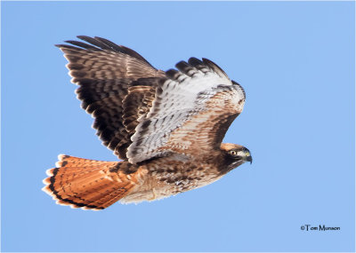   Red-tailed Hawk 