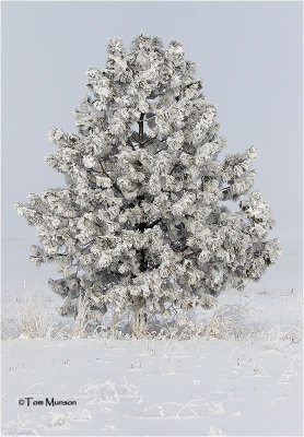  Frosted Tree 