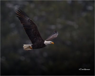  Bald Eagle 