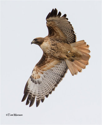  Red-tailed Hawk  (first time I have photographed a banded raptor)