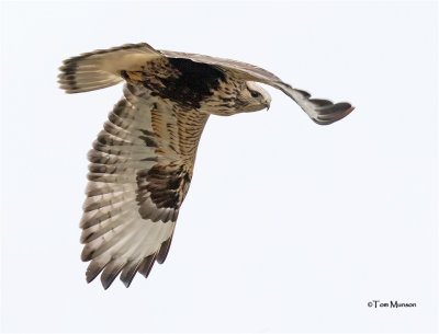  Rough-legged Hawk 