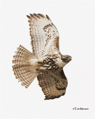  Red-tailed hawk 
