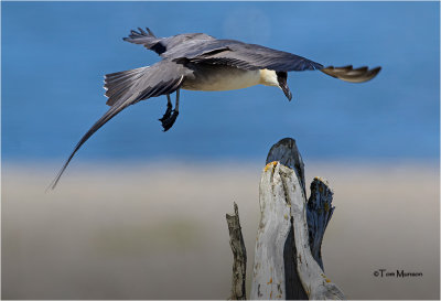  Long-tailed Jaeger 