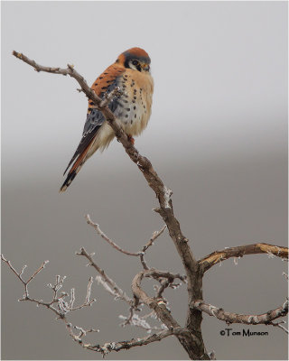  American Kestrel 