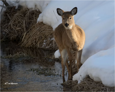 White-tailed Deer 
