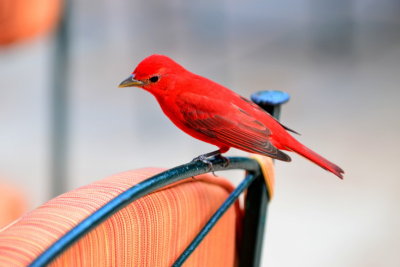 Summer Tanager,Mexico Trip