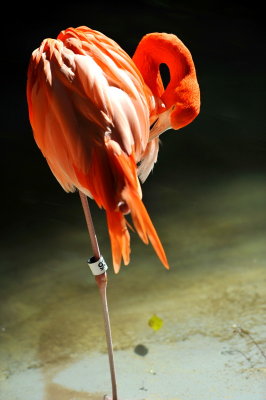 Flamingo-Bird on Fire.