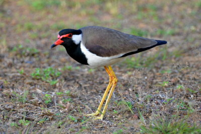 Sri Lanka-birds