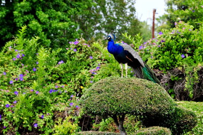 peacock 2014