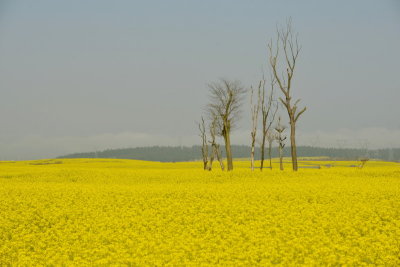 Rapeseed blossoms field/Canola. -Sunny day. 雲南,羅平油菜花 