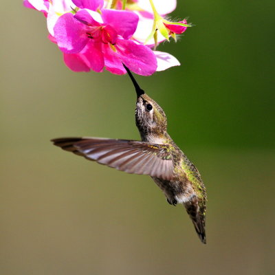 Hummingbird 2014