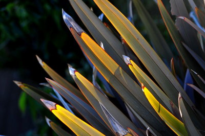 DSC_1379c.jpg