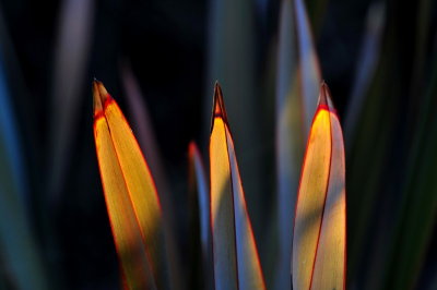 DSC_1395c.jpg