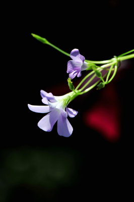 DSC_2428c.jpg