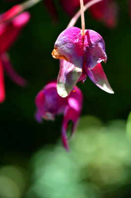 DSC_2422c.jpg